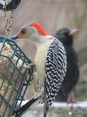 Melanerpes carolinus