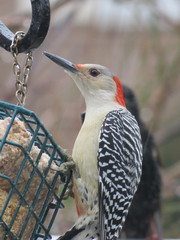 Melanerpes carolinus