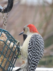 Melanerpes carolinus