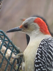 Melanerpes carolinus