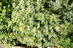 Lecanthus peduncularis