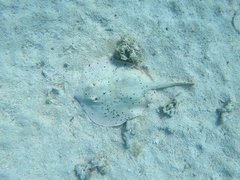 Urobatis maculatus