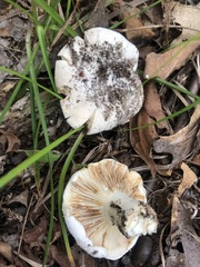 Lactifluus subvellereus