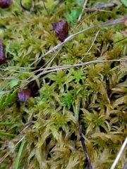 Sphagnum teres