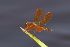 Perithemis tenera