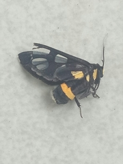 Amata sperbius