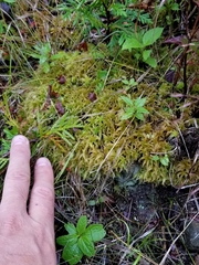 Sphagnum teres