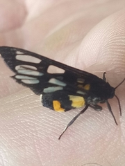 Amata sperbius