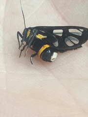 Amata sperbius