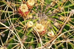 Ferocactus histrix