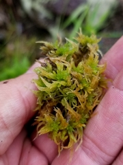 Sphagnum teres