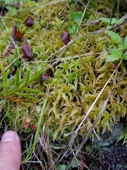 Sphagnum teres
