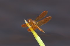 Perithemis tenera