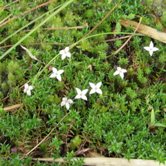Arcytophyllum muticum