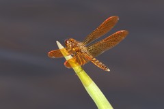 Perithemis tenera