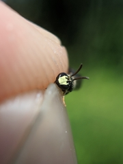 Hylaeus mesillae cressoni