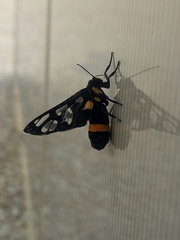 Amata sperbius