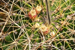 Ferocactus histrix