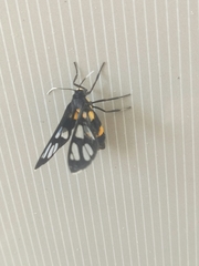 Amata sperbius