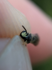 Hylaeus mesillae cressoni