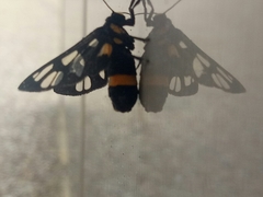 Amata sperbius
