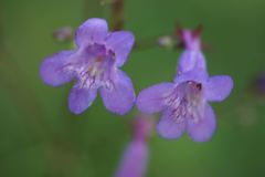 Penstemon tenuis
