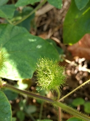 Passiflora