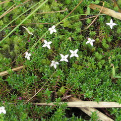 Arcytophyllum muticum