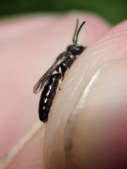 Hylaeus mesillae cressoni