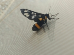 Amata sperbius