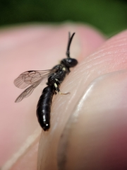 Hylaeus mesillae cressoni