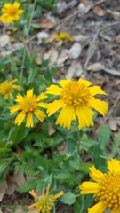 Amblyolepis setigera