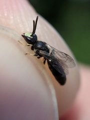 Hylaeus mesillae cressoni