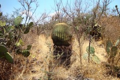 Ferocactus histrix