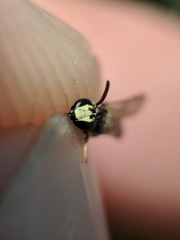 Hylaeus mesillae cressoni