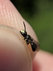 Hylaeus mesillae cressoni