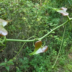 Smilax