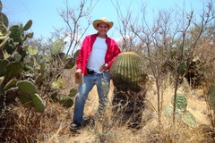 Ferocactus histrix