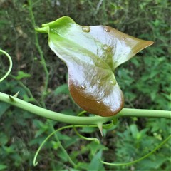 Smilax