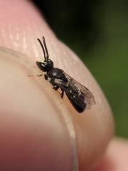 Hylaeus mesillae cressoni