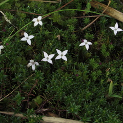 Arcytophyllum muticum