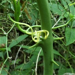 Smilax