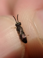 Hylaeus mesillae cressoni