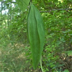 Gonolobus suberosus