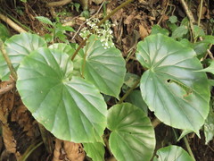 Begonia glabra