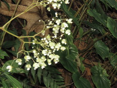 Begonia glabra