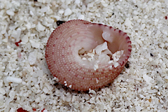 Clanculus stigmatarius