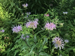 Monarda fistulosa