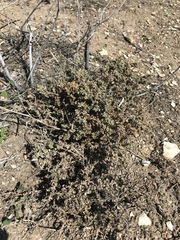 Atriplex coulteri