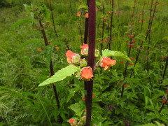 Scrophularia sambucifolia